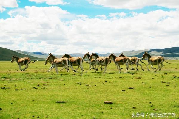 全世界最美的草原都在西藏