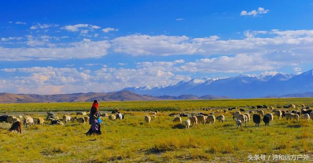 全世界最美的草原都在西藏